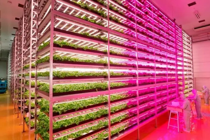 Worlds Largest Indoor Farm Using LED Lights