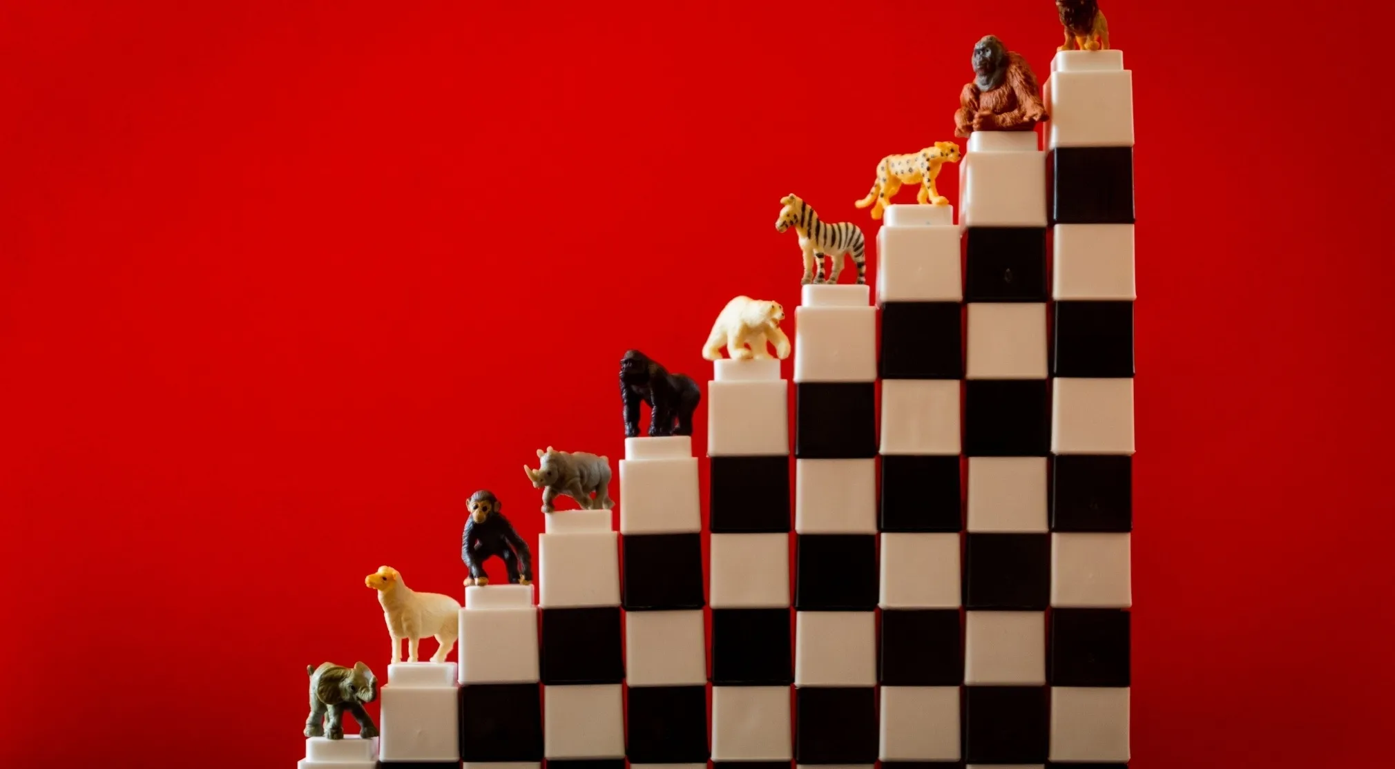 Miniature toy animals ascending black and white steps against a red background. Real Jeopardy Quiz Animals.