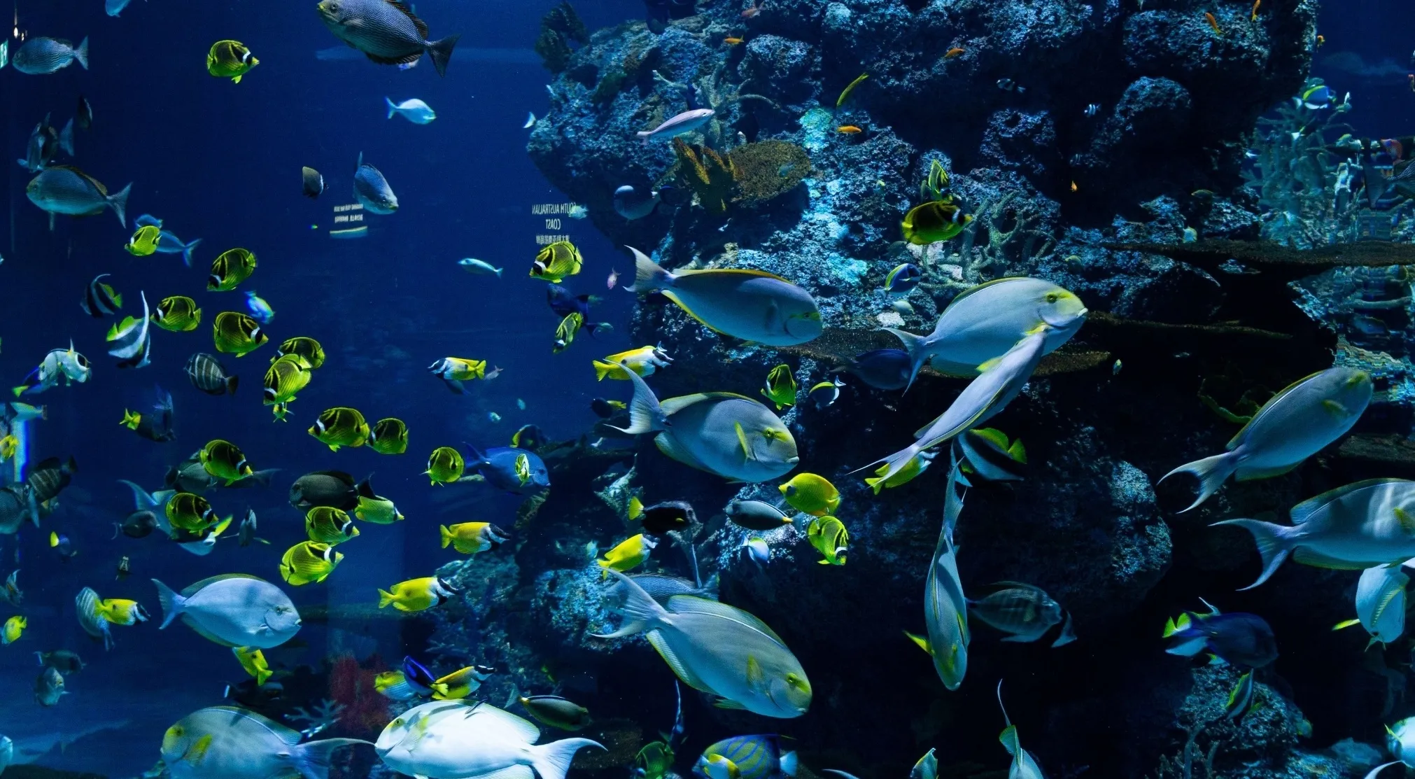 Vibrant marine habitats with various fish swimming among coral. This ocean scene highlights the rainforests of the oceans.