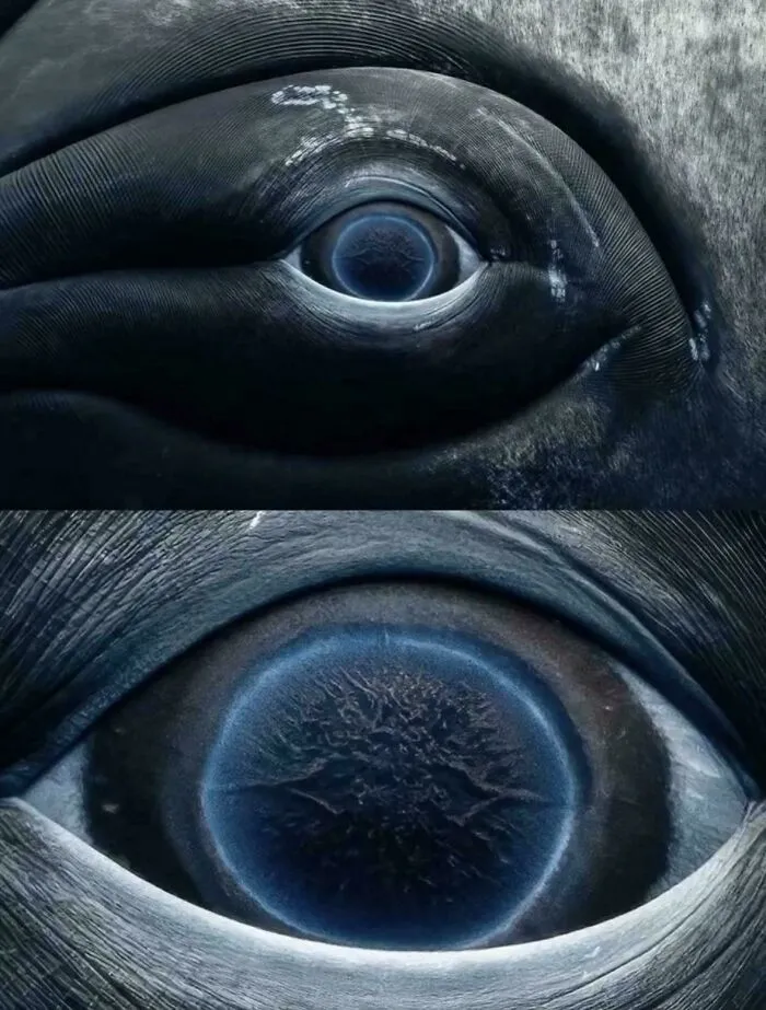 Photographer Rachel Moore Captured One Of The Most Striking Close-Up Images Ever Recorded Of A Whale's Eye