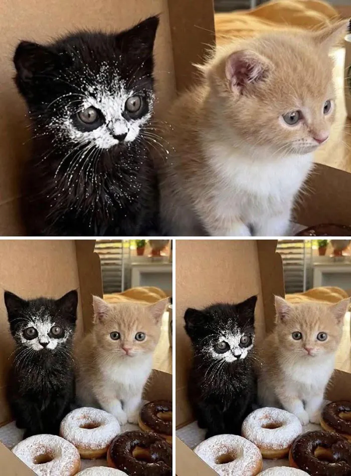 “Important Animal Images” Shared 33 New Cat Pics Full Of Chaos, Cuteness, And Comedy