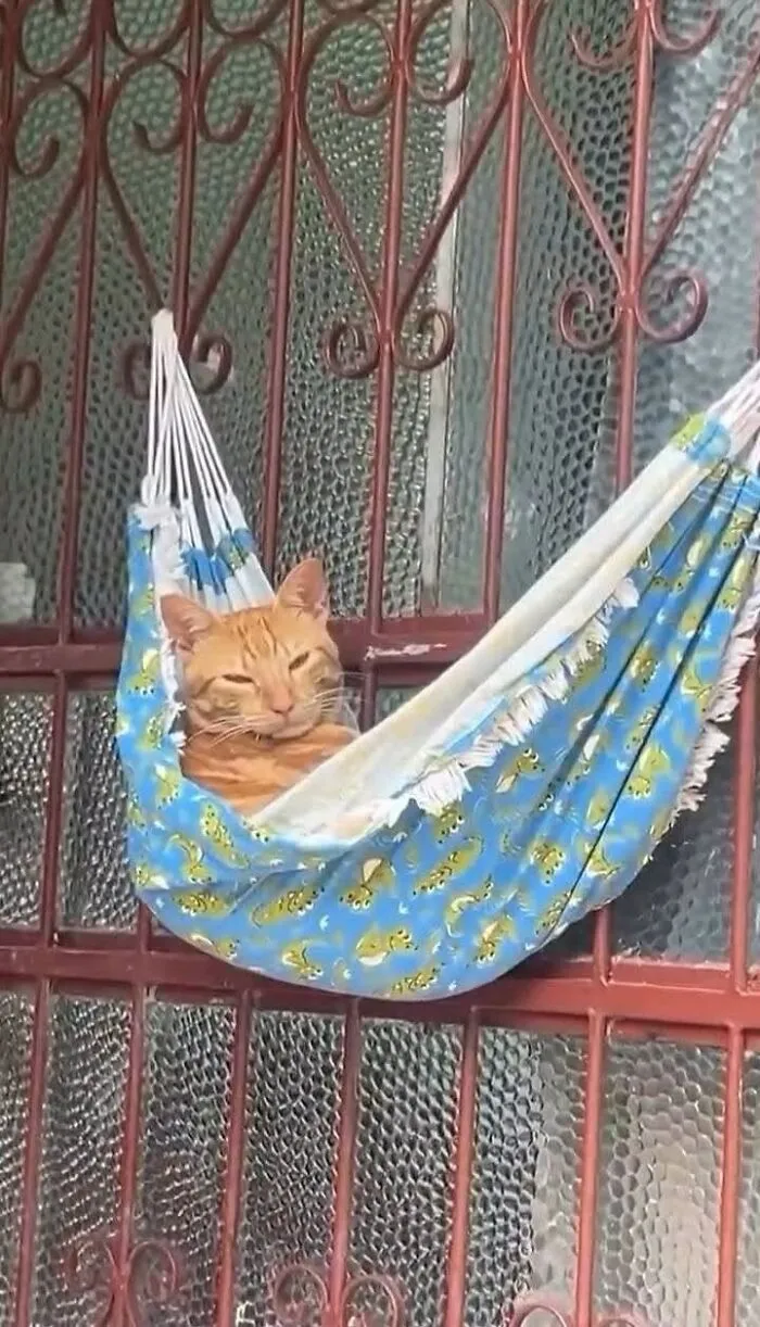 “Important Animal Images” Shared 33 New Cat Pics Full Of Chaos, Cuteness, And Comedy