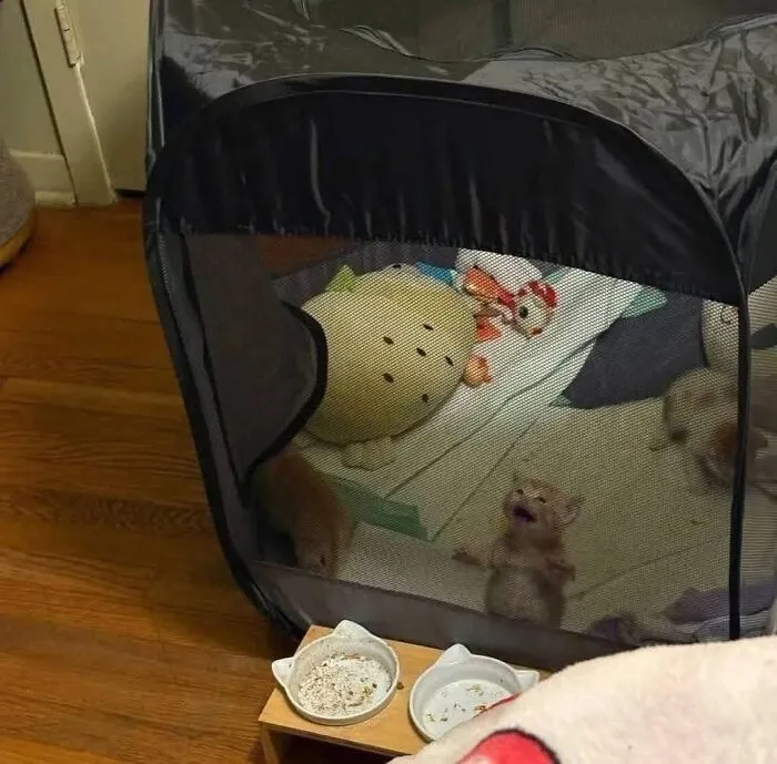 “Important Animal Images” Shared 33 New Cat Pics Full Of Chaos, Cuteness, And Comedy