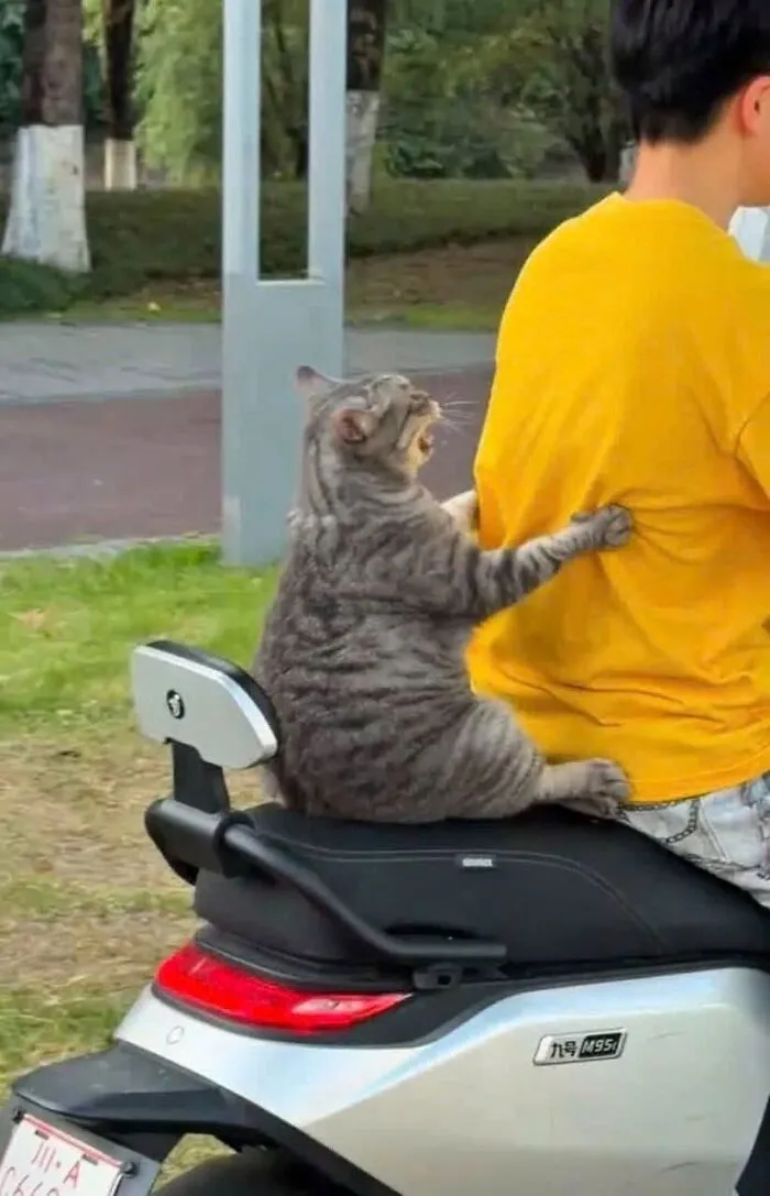 30 Hilarious Cat Photos From “Important Animal Images” That Prove Cats Secretly Run The Internet (New Pics)