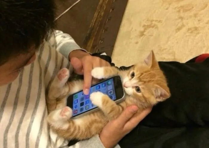 Hilarious cat moments: A small ginger kitten in a person's arms plays with a smartphone.