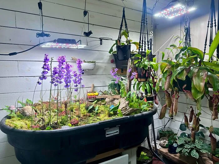 I Was Told This Sub Might Like My Carnivorous Bog, I Hope You Do!