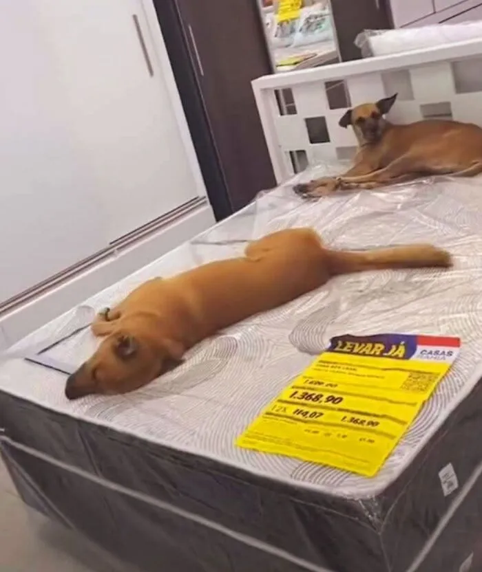This Page Shared 27 Photos Of Dogs Who Made Their Owners Laugh Without Even Trying
