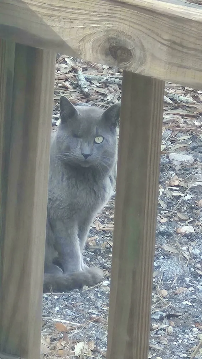 A gray cat with one eye looking at the camera, conveying a sense of mythology or mystery.