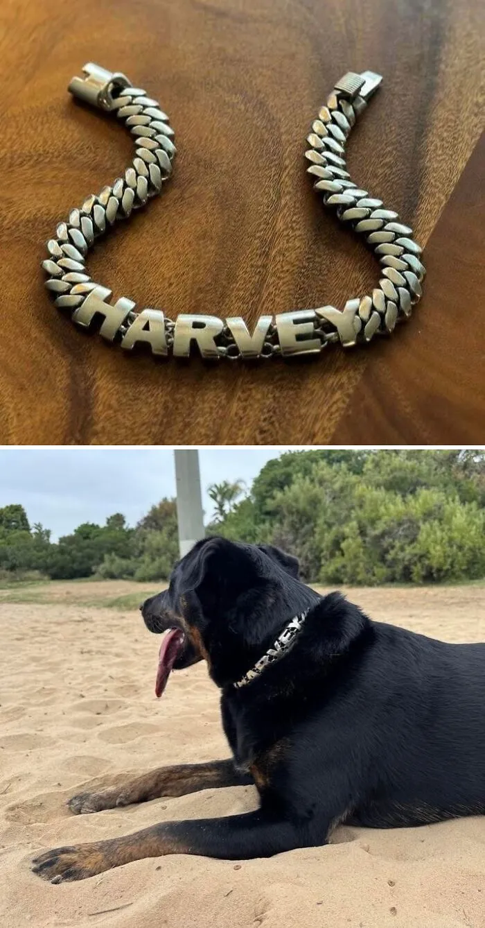 Diseñé e imprimí un collar personalizado de acero inoxidable para mi perro