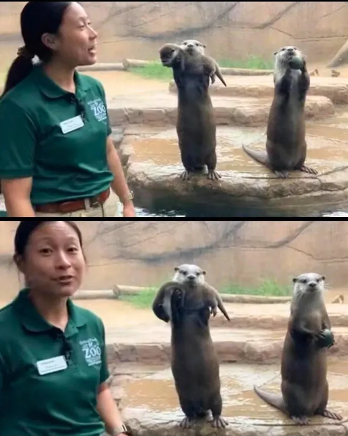 A Mother Otter Proudly Showing Off Her Baby While The Dad Shows Off His Rock