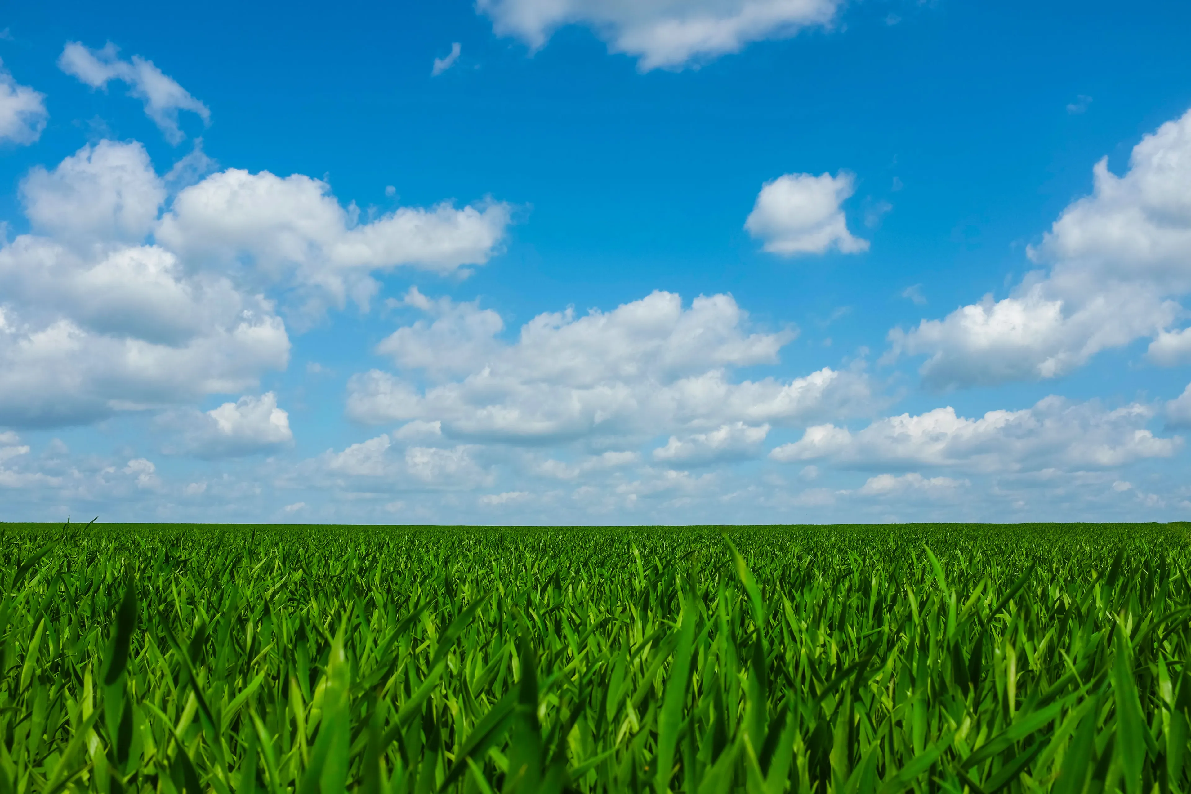 Vast green field under a bright blue sky with white clouds, a habitat that feels like home