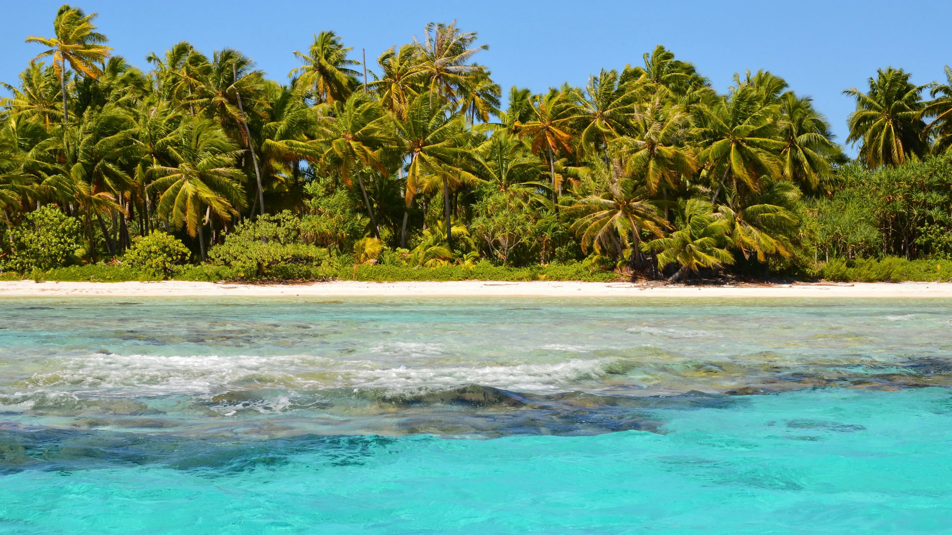 A beautiful tropical beach with palm trees and clear water, an ideal habitat for home.