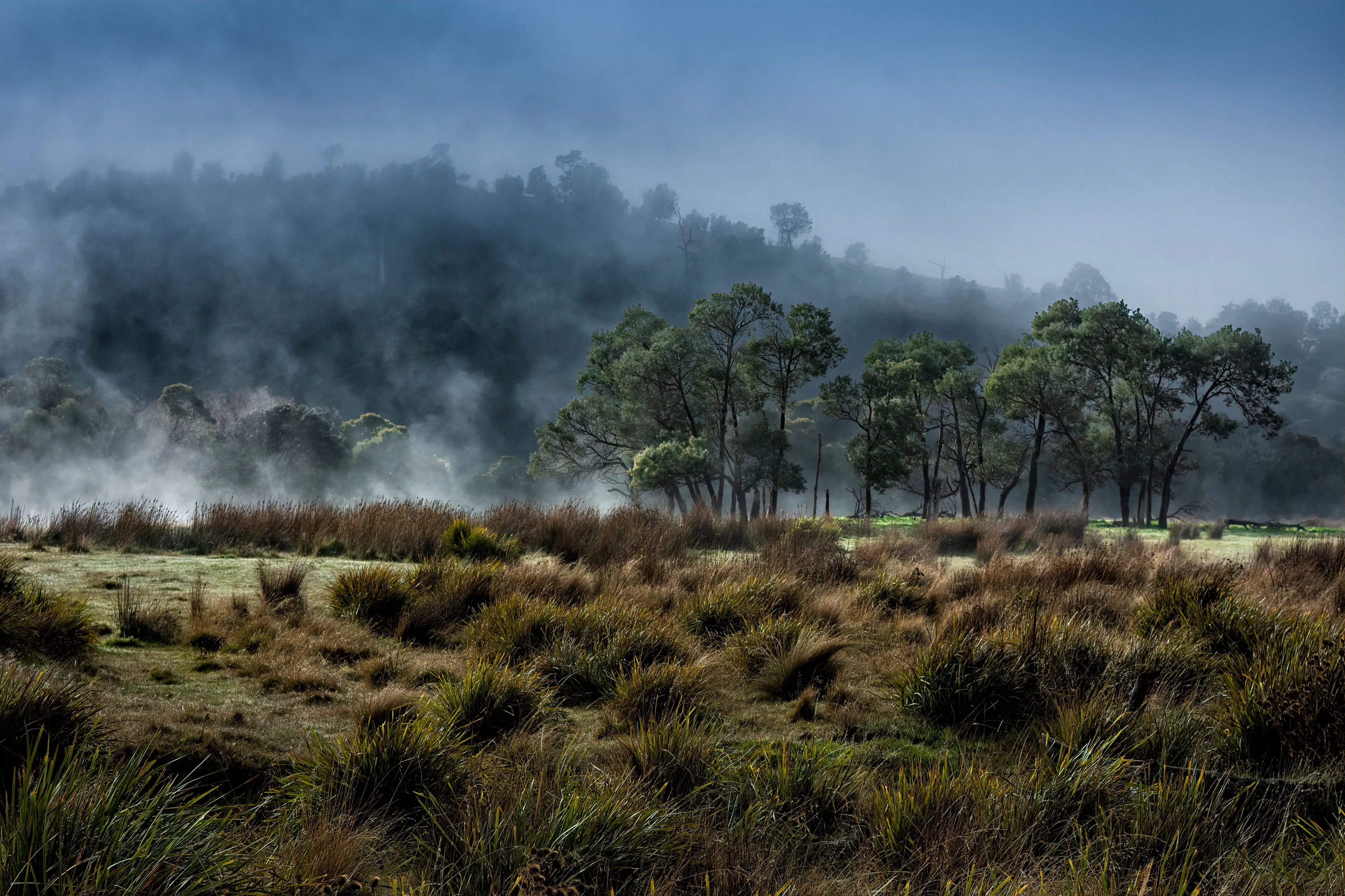 A misty forest and grassy habitat, perfect for feeling at home.
