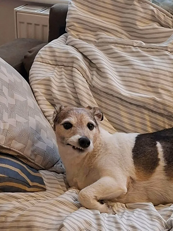Funny unhinged dog showing a goofy underbite smile while lying down on a striped bed blanket.