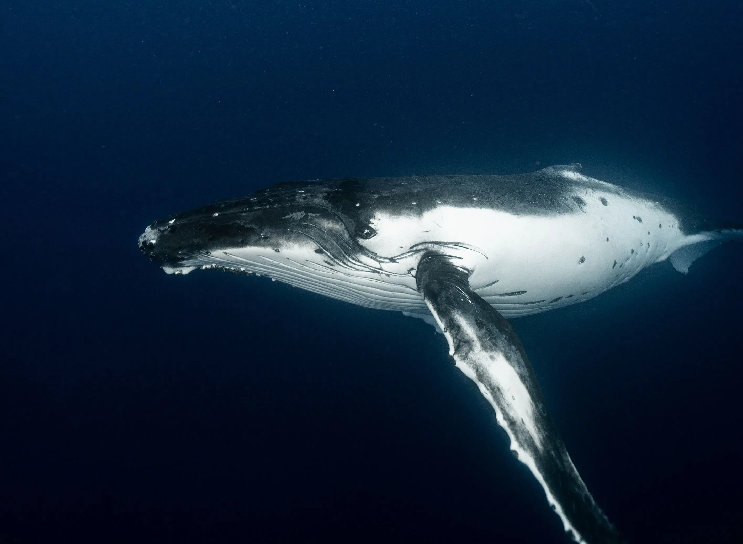 A majestic whale glides through deep blue water, illustrating animals that do not lay eggs for the $100 question.
