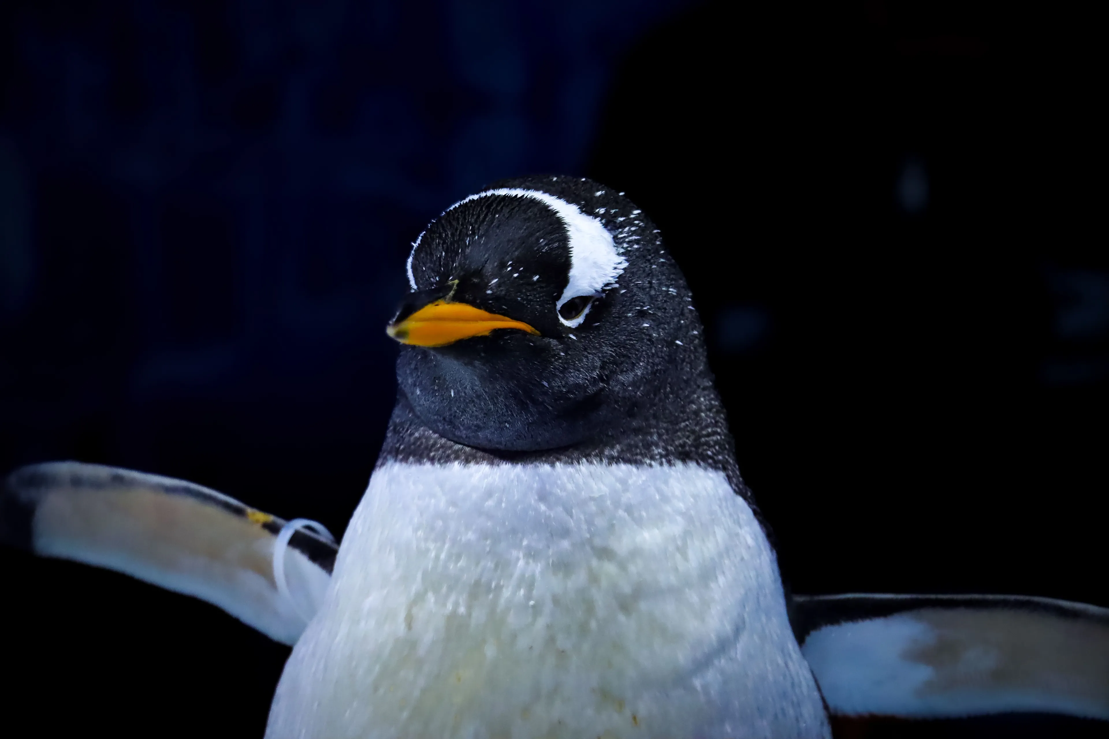 A close-up of a penguin, a bird known for laying eggs, posed for a $100 question about egg-laying animals.