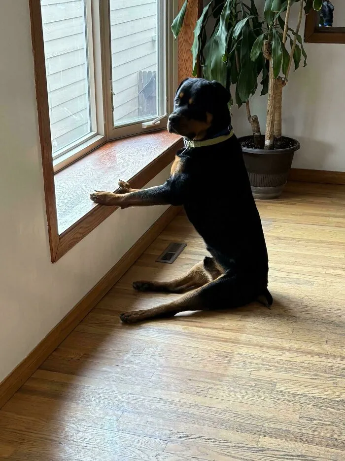Rottweiler sitting like a human by a window, making a funny unhinged dog picture.