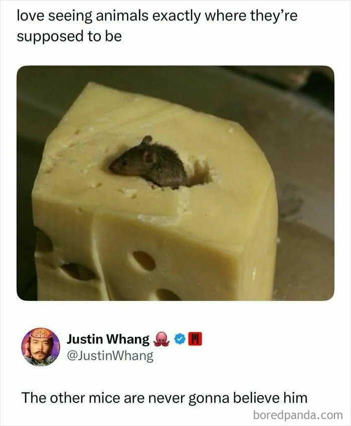 87 Hilarious Screenshots That Prove Not All Social Media Posts Are Toxic And Negative
