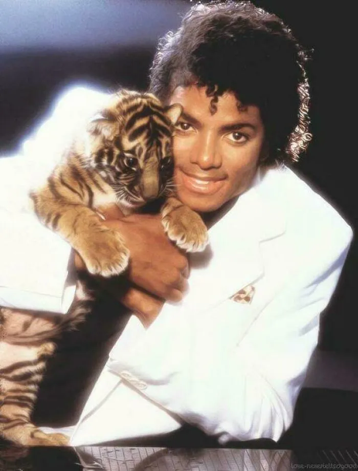A timeline fact photo of Michael Jackson with a tiger cub.