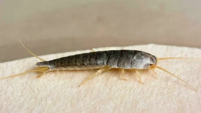 A close-up shot of a silverfish, a small insect with a segmented body, changing your sense of history with timeline facts.