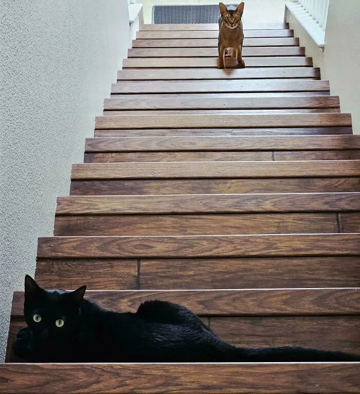 Cats On Stairs