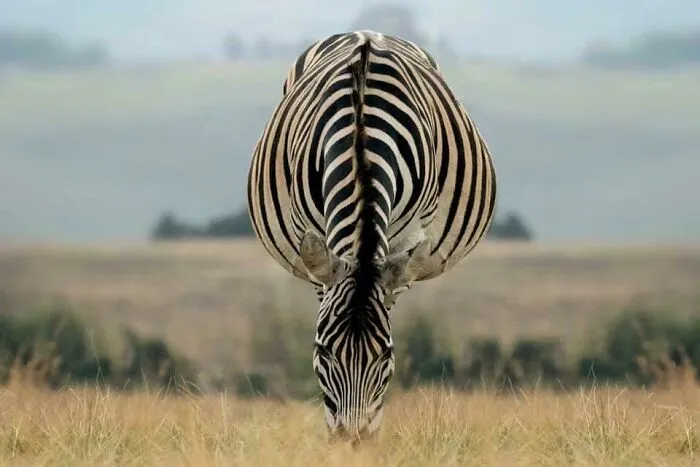 Headstand
