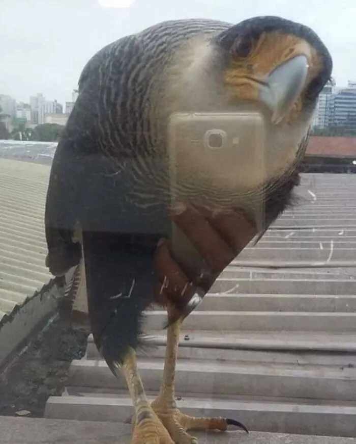 This Falcon Taking A Picture Of Us