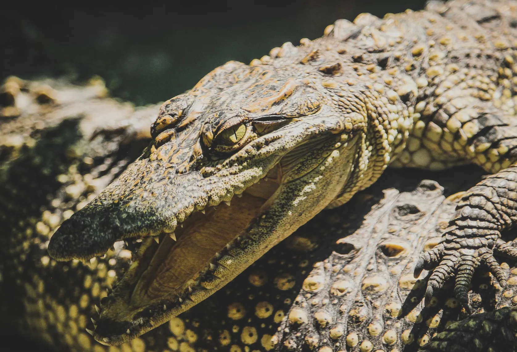 A close-up of a crocodile with its mouth open, showcasing its sharp teeth, for the choose the odd one out challenge.