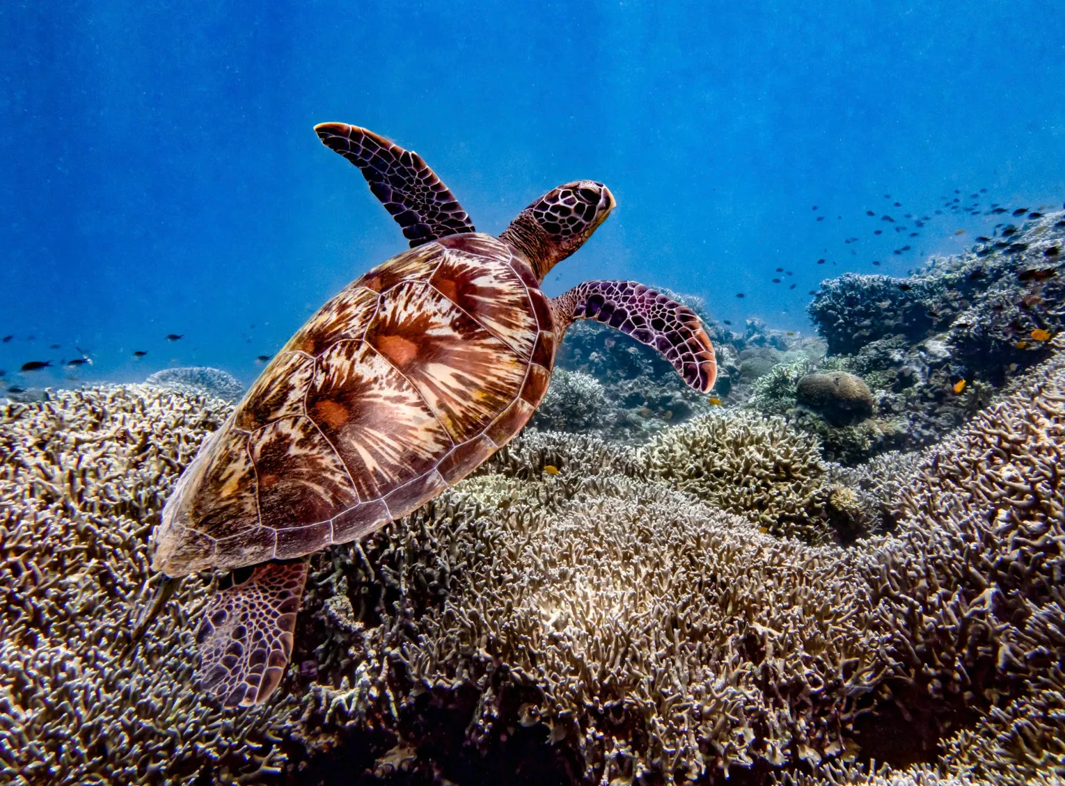 An underwater view of a turtle swimming gracefully above coral reefs, for the choose the odd one out challenge.