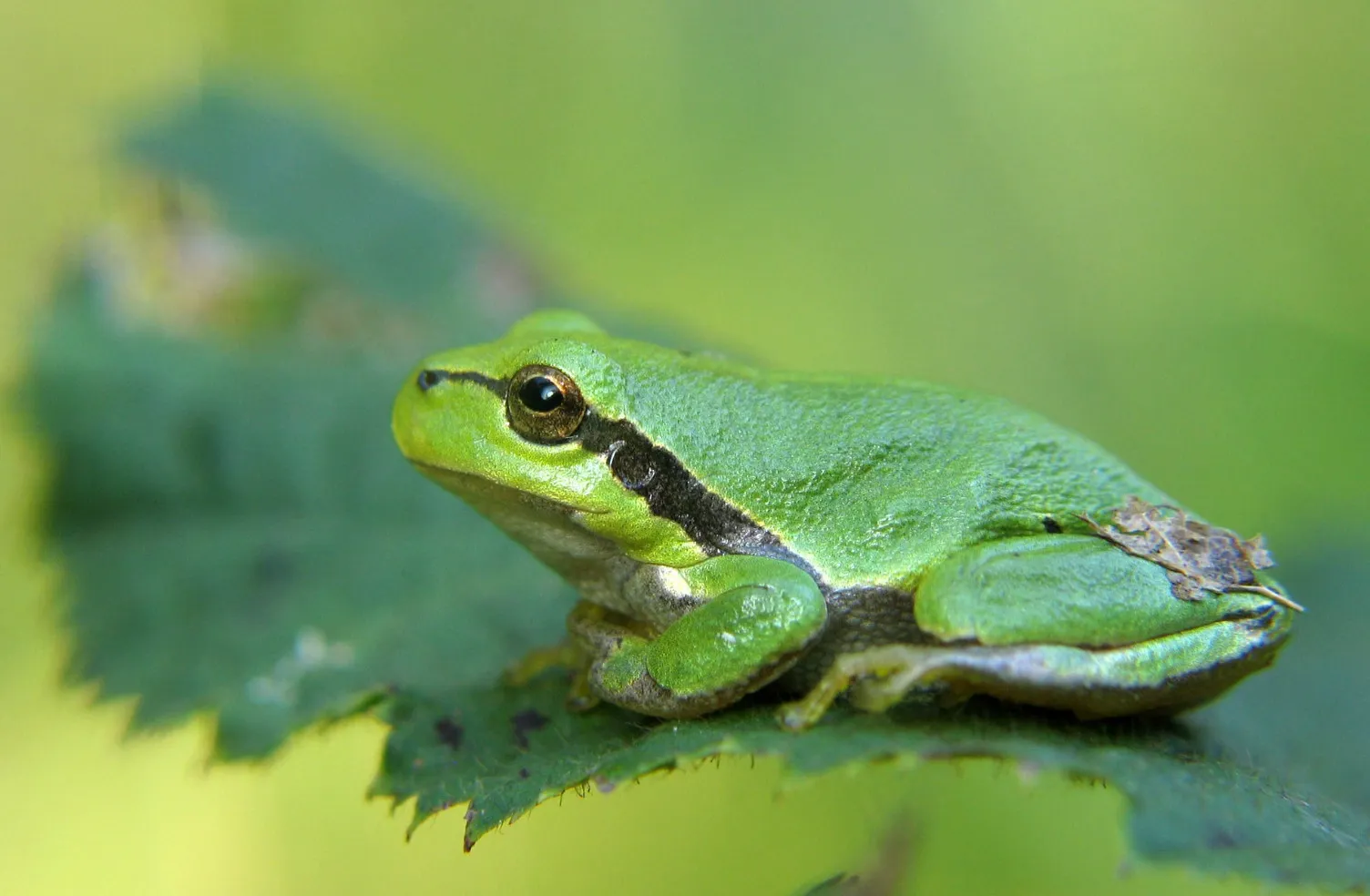 A vibrant green frog sitting calmly on a leaf, for the choose the odd one out challenge.