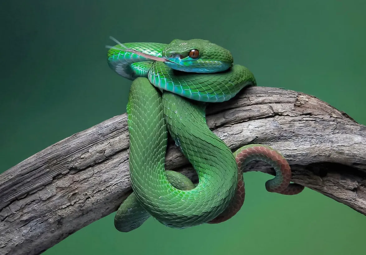 A bright green snake coiled around a tree branch, flicking its tongue, for the choose the odd one out challenge.