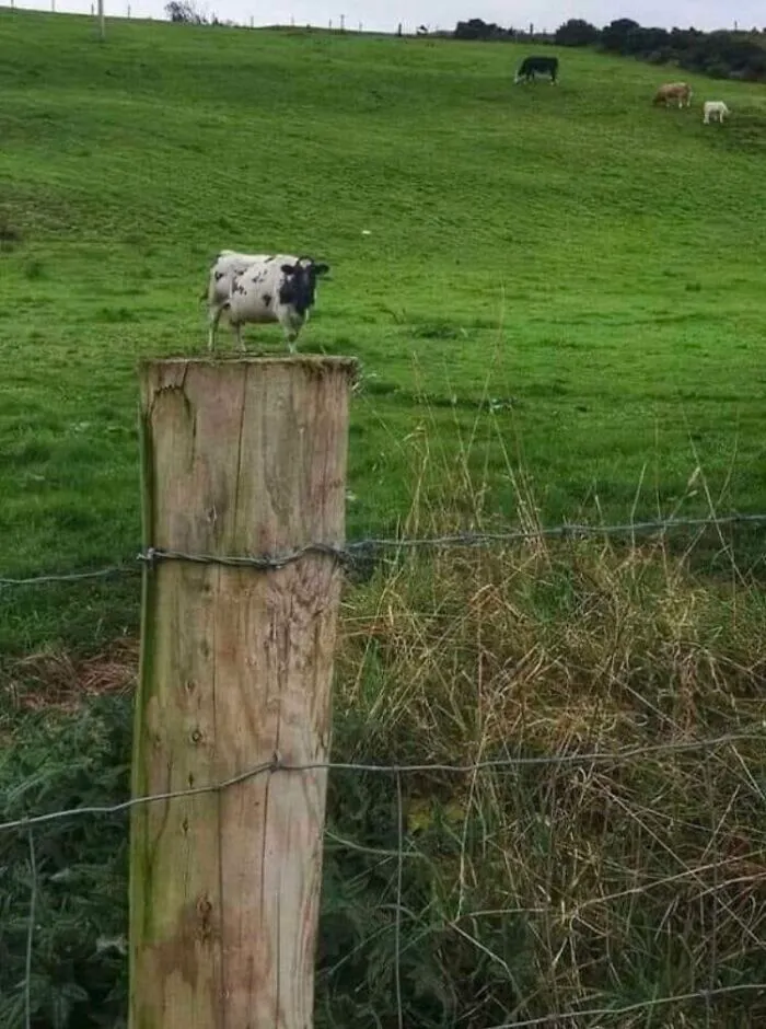 This Cow May *appear* Far Away, But In Reality, It’s Just Very Small