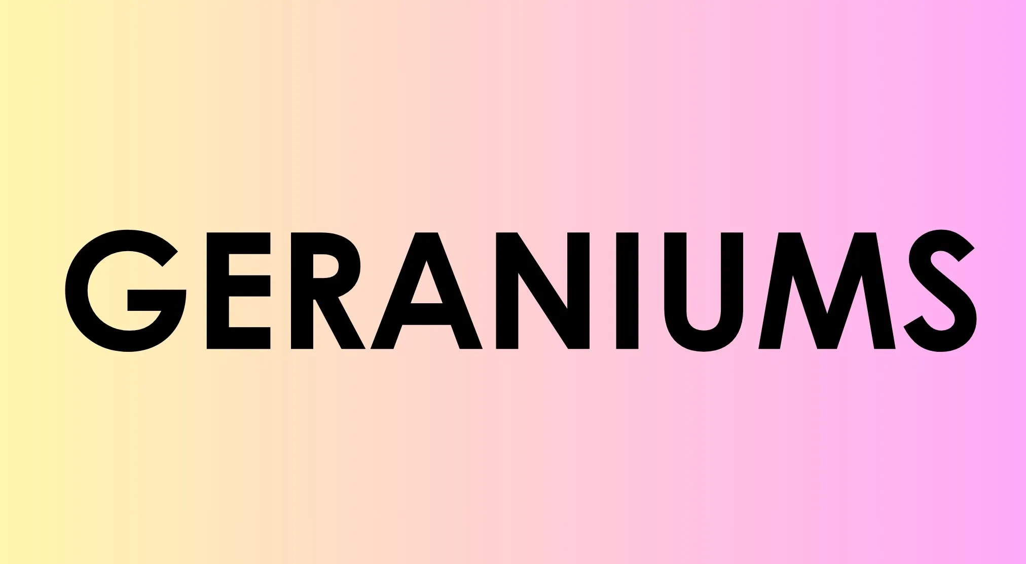 The word GERANIUMS in bold black text on a yellow-to-pink gradient background, part of the 1% club question.