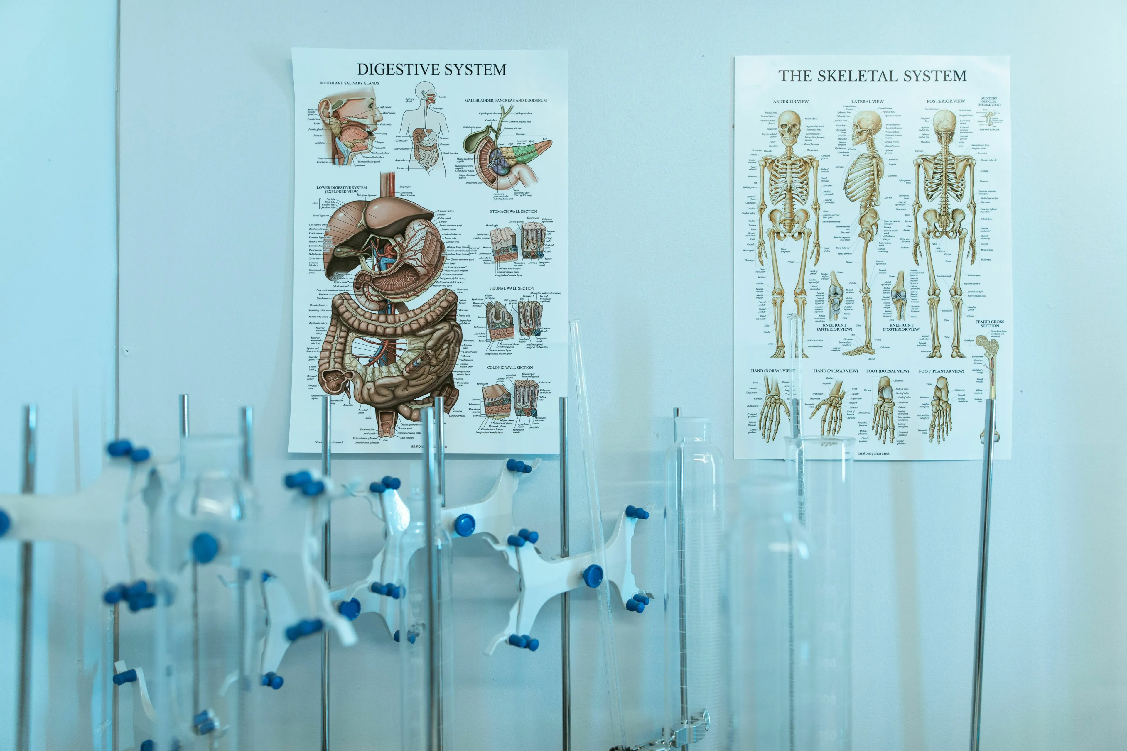 Two anatomical posters, one of the digestive system and one of the skeletal system, inviting to pick the odd one out.