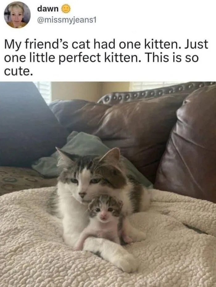 49 Hilarious Memes That Perfectly Capture What It’s Like To Share A Home With Cats