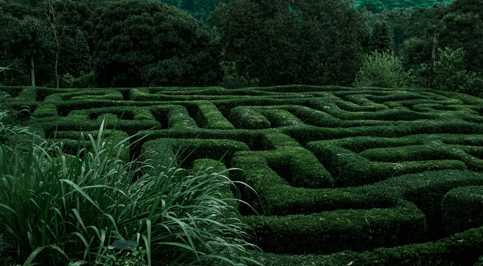 A dark green hedge labyrinth under a dark sky, reminiscent of Theseus's labyrinth in Greek Mythology.
