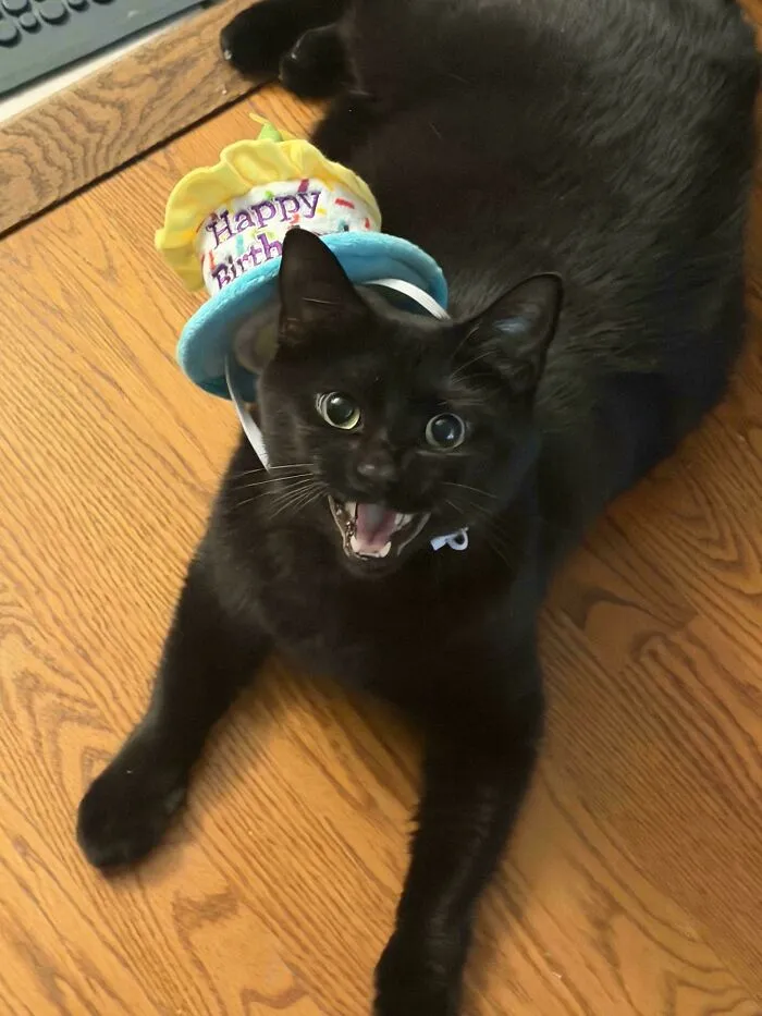 Black cat meowing wearing happy birthday hat on wooden floor