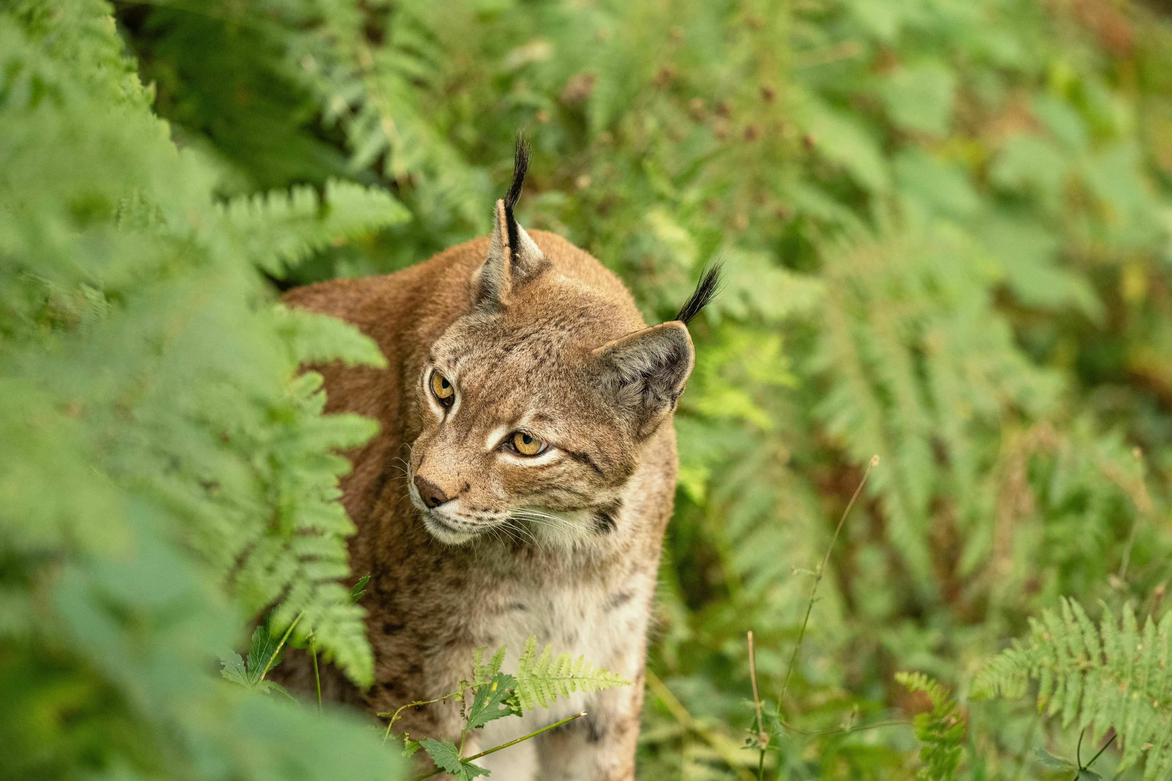 A wild animal peeking through green foliage, suitable for a general knowledge quiz about animals.