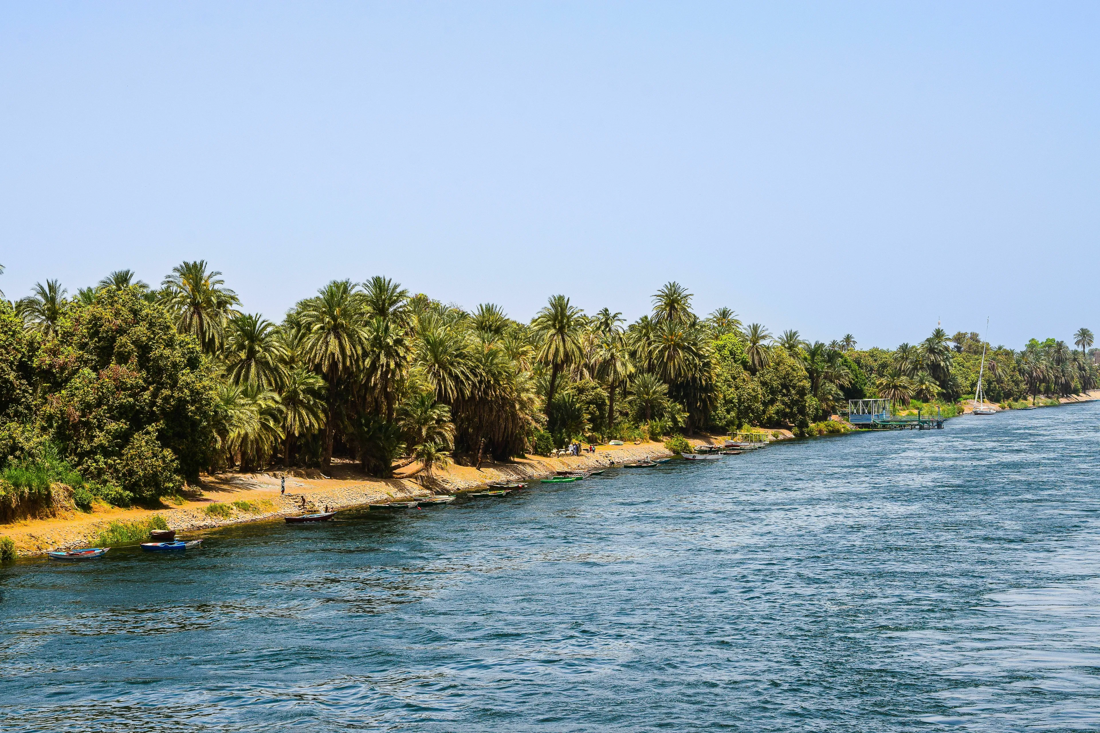 The vast Nile River flowing alongside a lush, palm tree-lined bank under a clear sky for a general knowledge quiz.