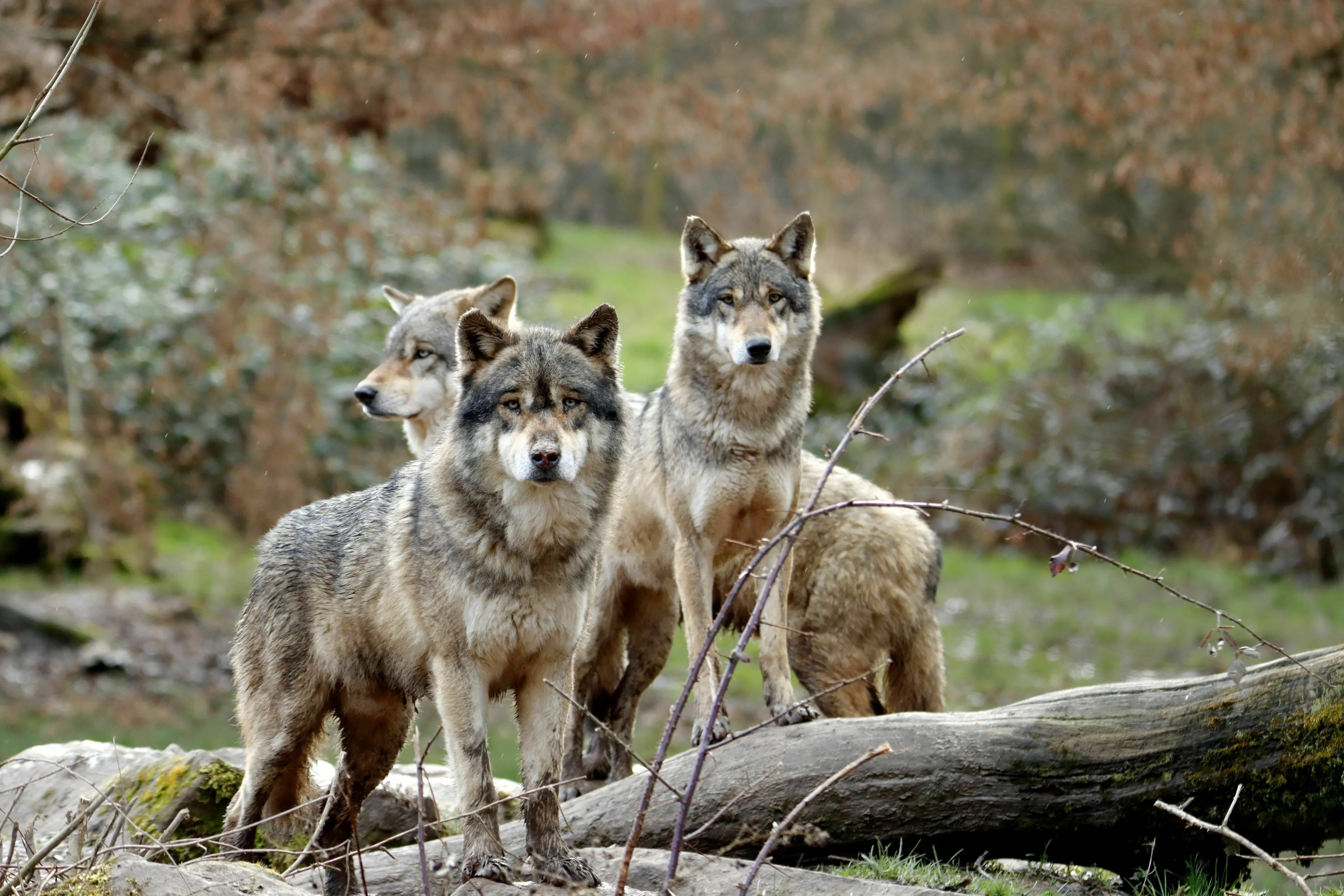A group of three wolves standing among trees and fallen logs, ideal for a general knowledge quiz question about wolves.