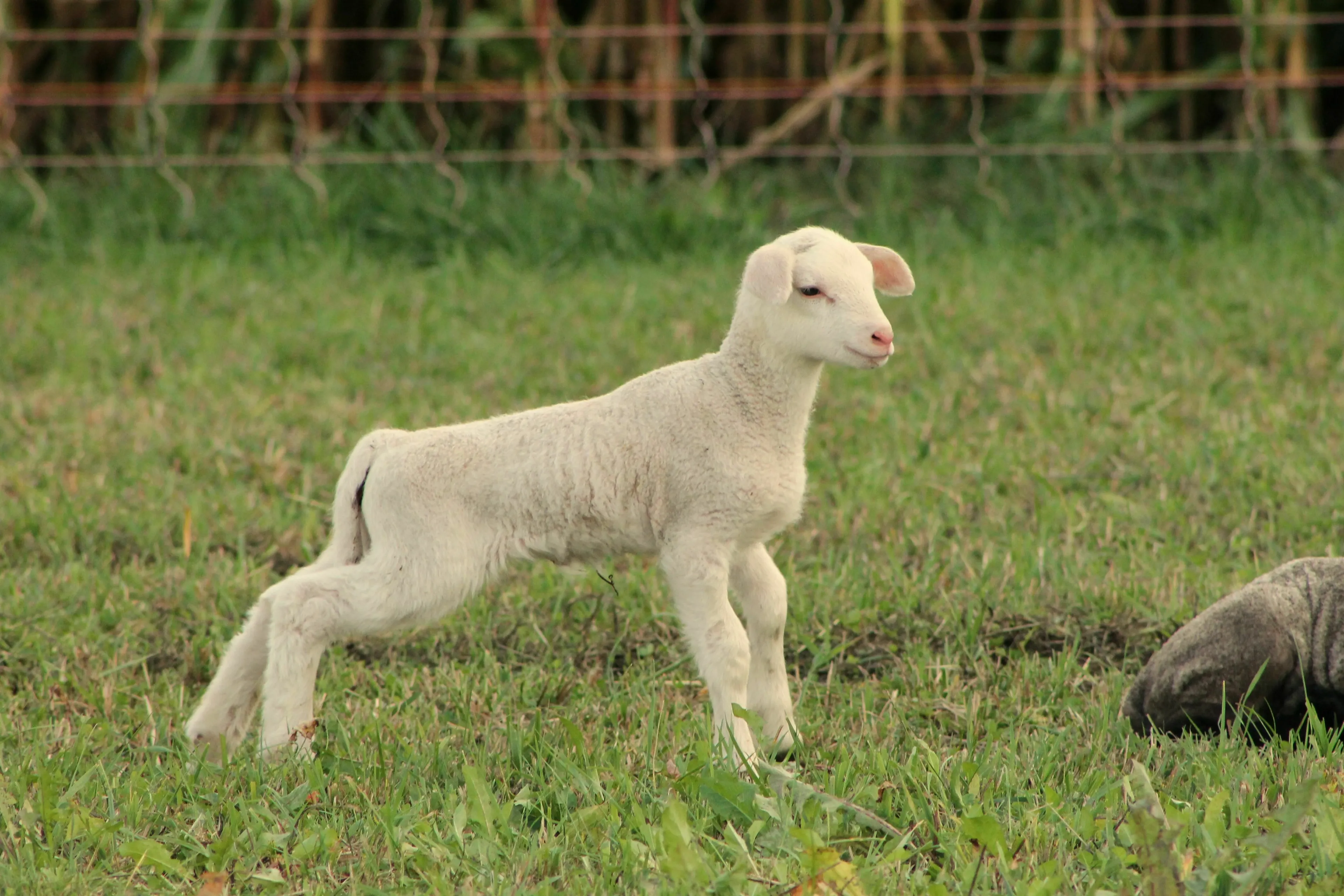 A young, white lamb stands in a green field. This image is for a general knowledge quiz about animals.