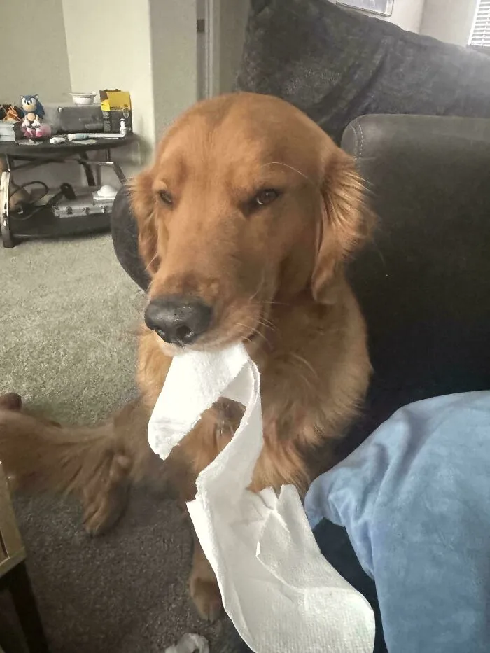 Funny unhinged dog picture of a golden retriever holding toilet paper.