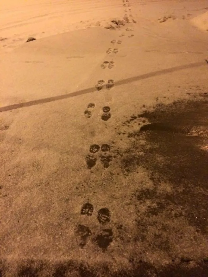 One Of My Favorite Things About Winter; Walking Next To Someone's Footprints While Matching Opposite Feet. This Way The Next Person Will Be Mildly Confused As To Why The Last Person Was Hopping Along