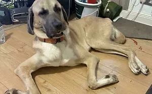 130 Pets That Clearly Didn't Pass Quality Control