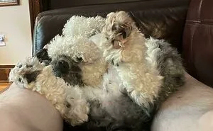 130 Pets That Clearly Didn't Pass Quality Control