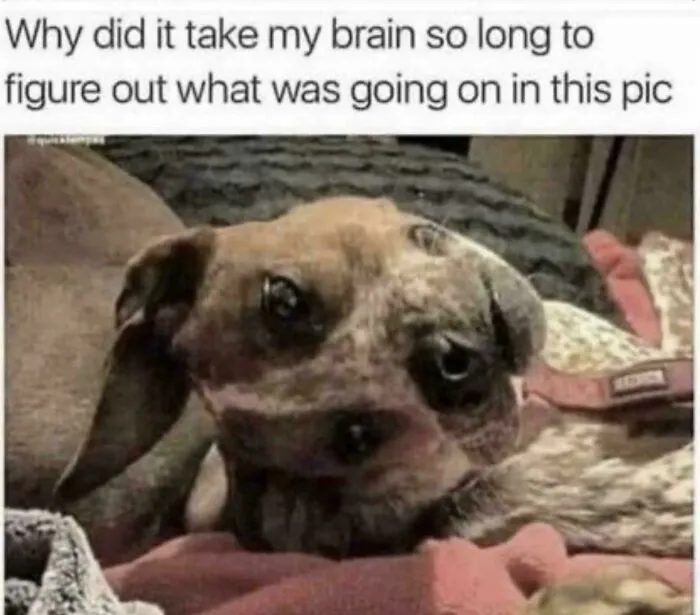 A puppy with a smushed, sad face. This image is one of the ancient memes that still crack people up.
