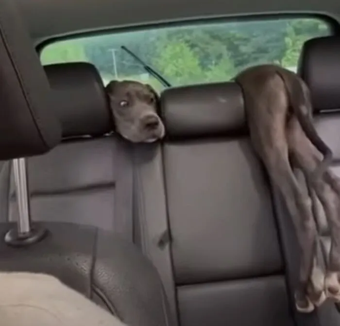 Believe It Or Not There Is Just One Dog In This Car