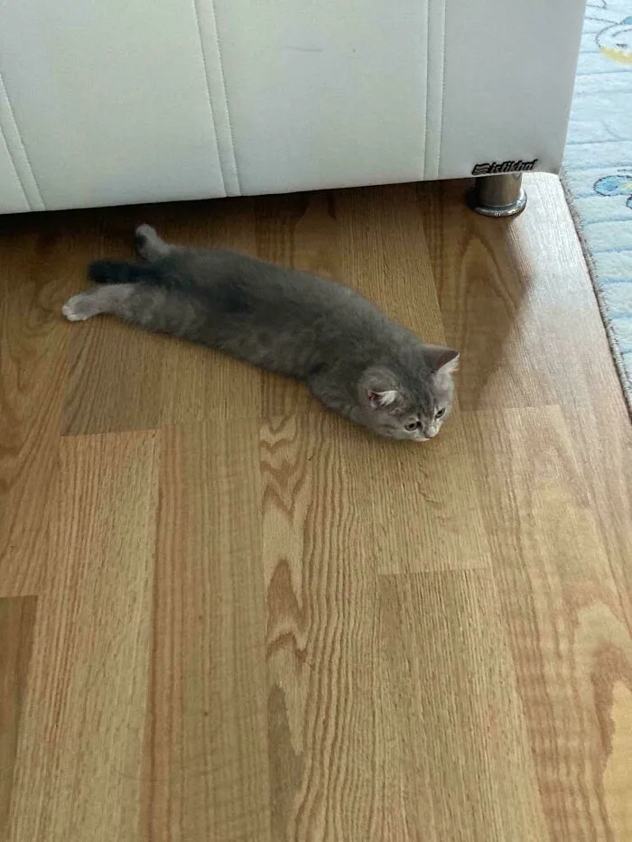 Se le han perdido patas