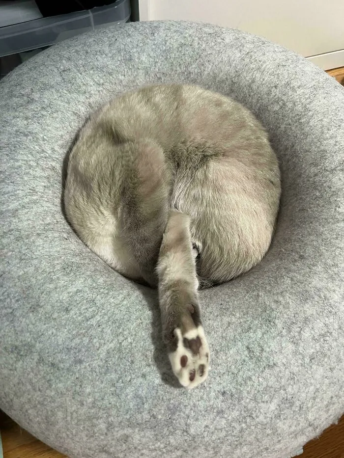 Still Puzzled At How My Cat Managed To Sleep In This Position