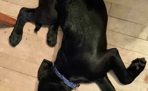 130 Pets That Clearly Didn't Pass Quality Control